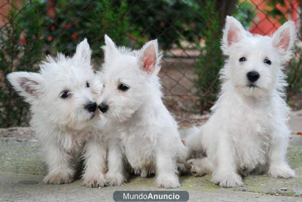 West higland, cachorros de dos meses económicos  Pamplona - Navarra