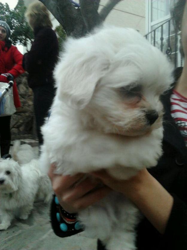 Cchorros de Bichón Maltés con pedigree