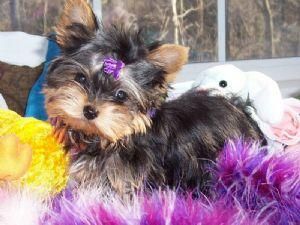 así tren cachorros de yYorkshire terrier para la navidad