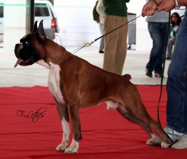 boxer cachorros dorados y atigrados