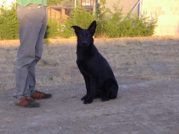 CACHORRO DE PASTOR ALEMAN LINEA DE TRABAJO