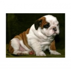 Cachorros bulldog ingles - mejor precio | unprecio.es