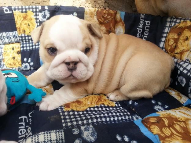 Cachorros de bulldogs ingles