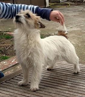 CACHORROS JACK RUSSELL TERRIER