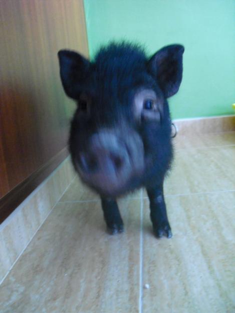 cerdito minipig vietnamita