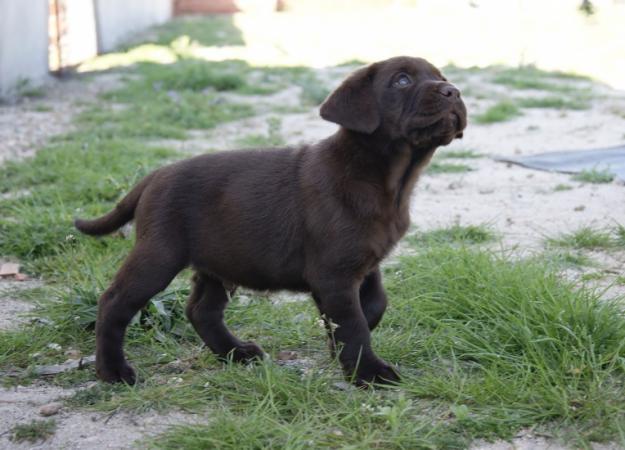 Labrador Chocolate Cachorros de Calidad