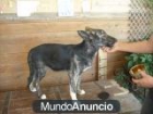 maravillosa cachorra cruce pastor 4 meses - mejor precio | unprecio.es