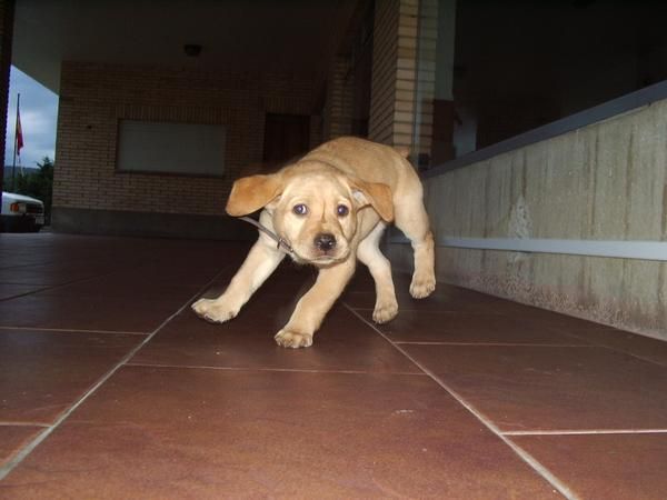 preciosos labrador retriever mes y medio