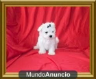 Se VENDEMNCACHORROS BICHON MALTES - mejor precio | unprecio.es