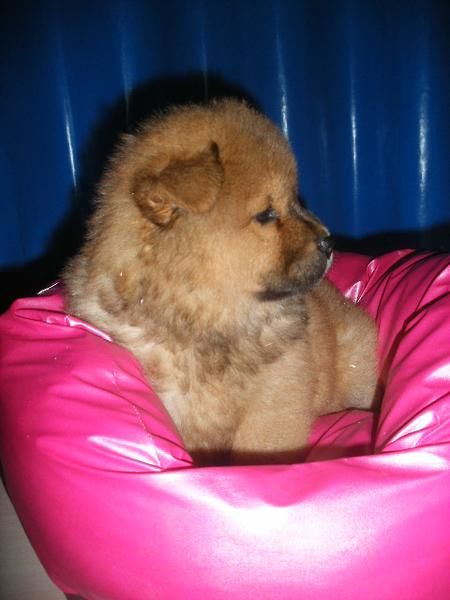 Vendo cachorritos de Chow-chow ¡tu oportunidad