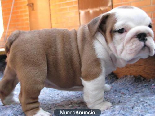 190 € Preciosos bulldog inglés Se vende excelente camada de bulldog inglés