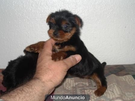 a la venta cachorros de yorkshire terrier con 2 meses por 400E