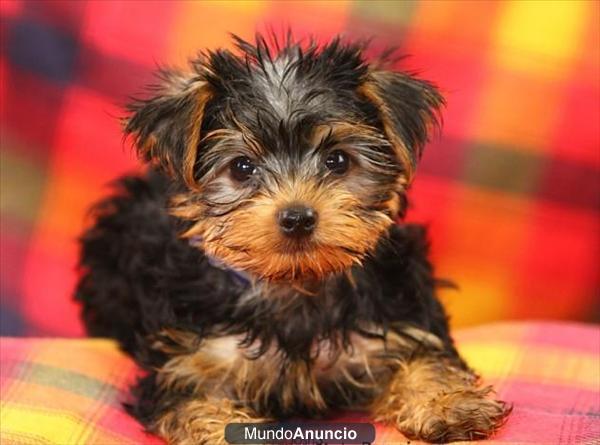 Adoption,Regalo cachorros de yorkshire terrier