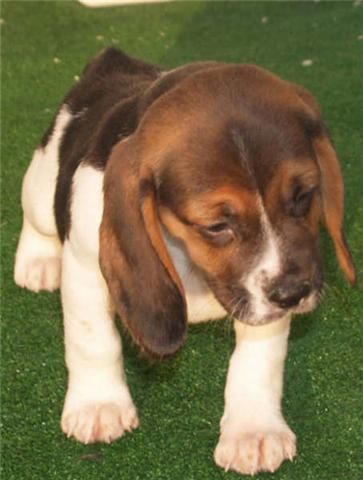 Beagle, increibles cachorros de pura raza