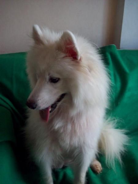 Cachorritos de samoyedo con documentacion y garantias