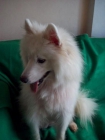 Cachorritos de samoyedo con documentacion y garantias - mejor precio | unprecio.es