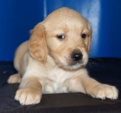 Cachorros de Golden .INCREIBLES