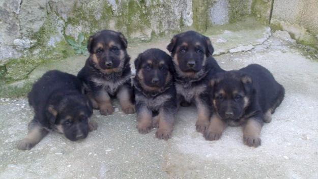 Cachorros de pastor aleman