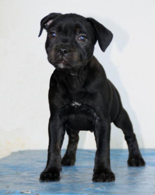 Excelente Camada de Staffordshire Bull Terrier