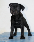 Excelente Camada de Staffordshire Bull Terrier - mejor precio | unprecio.es