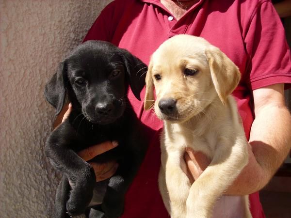 LABRADORES DORADOS Y NEGROS