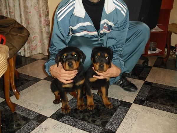 se venden rotweilers hembras