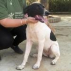 ADOPTA A NIKI, TE ESTÁ ESPERANDO. - mejor precio | unprecio.es