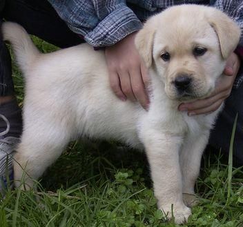 cachorro LABRADOR  con PEDIGREE 360