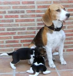 CACHORROS BEAGLES