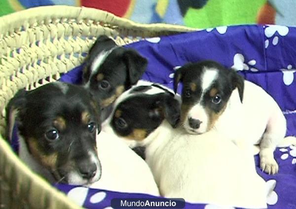 Cachorros Bodegueros