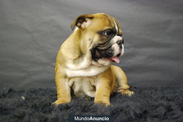 Cachorros de bulldog ingles, machos y hembras, excelente genetica