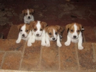 Impresionantes cachorros de jack russel, pura raza - mejor precio | unprecio.es