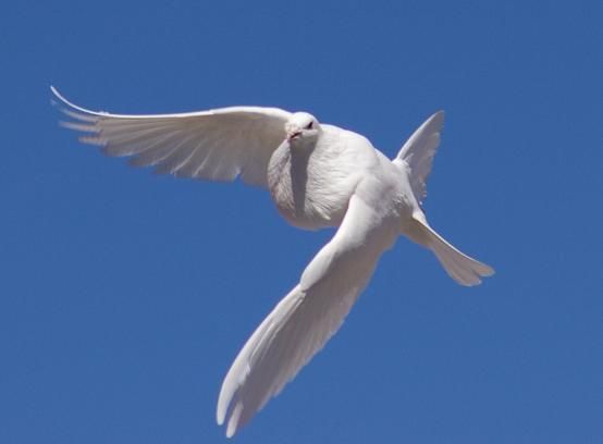 Palomas Jiennenses  Antiguas y de vuelo en Madrid