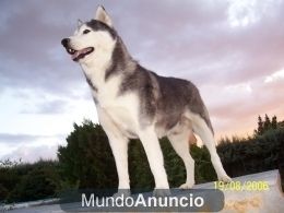 PERDIDO HUSKY