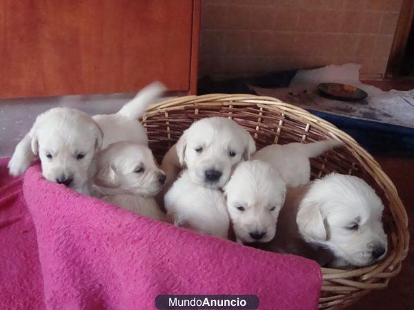 preciosa camada de golden retriever