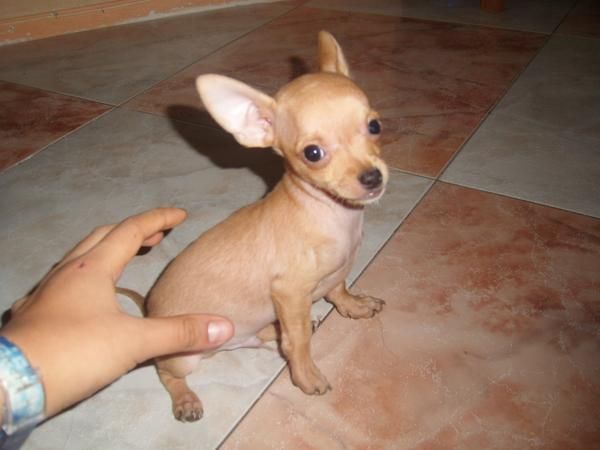 VENDO CHIHUAHUAS