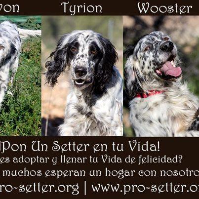 Setters en adopción!!