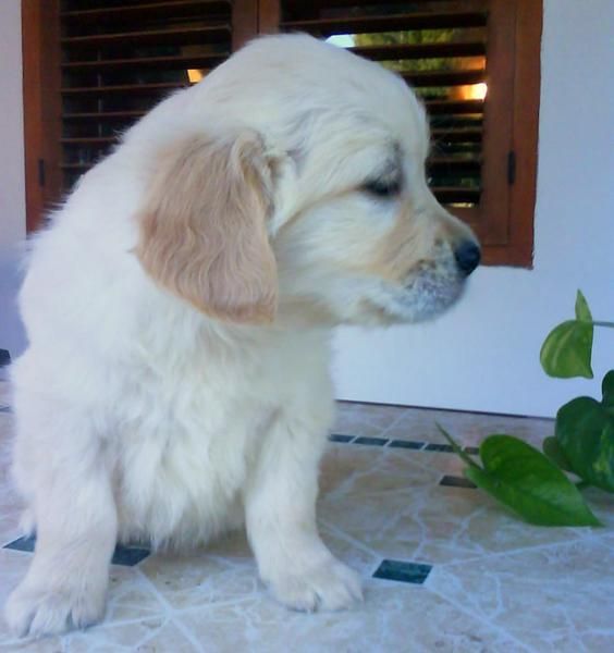 Cachorros Golden Retriver