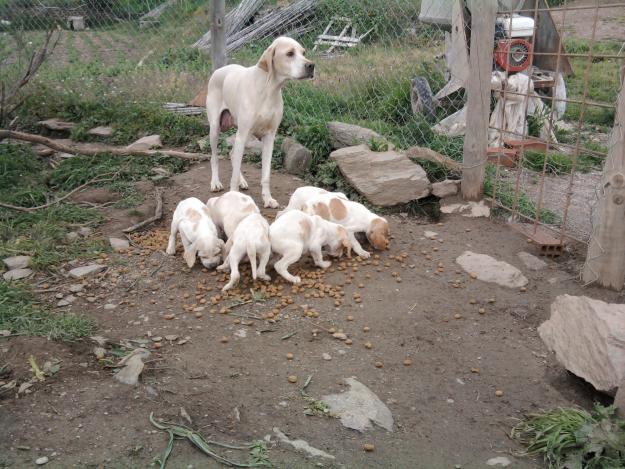 cachorros pointer