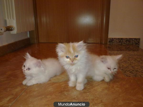 GATOS PERSAS