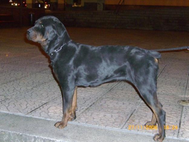 Hembra Rottweiler Pedigri.