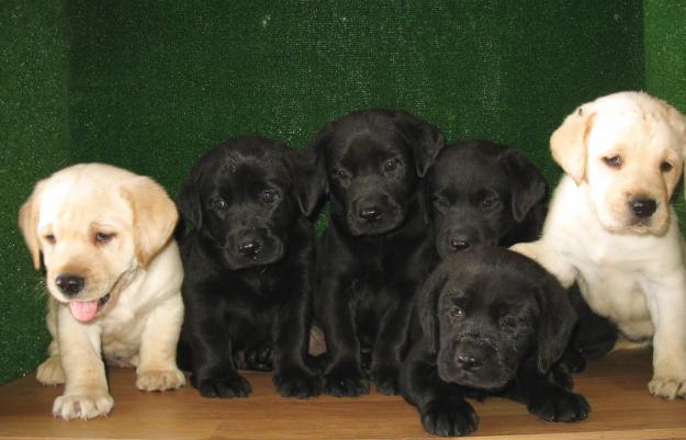 LABRADOR RETRIEVER, EXCELENTES CACHORROS, 190€