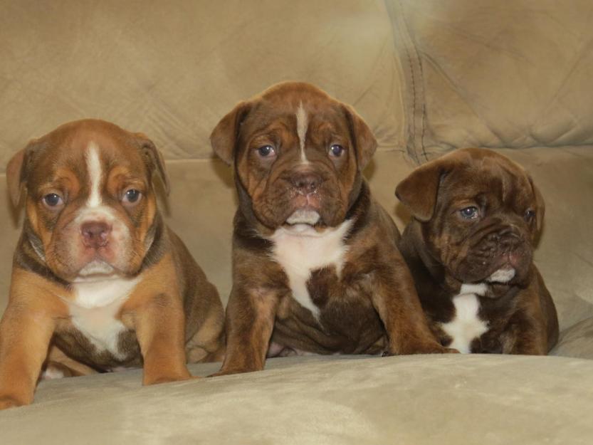 Los cachorros de chocolate Bulldog Inglés cachorros de Husky