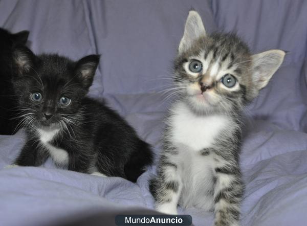 MAINE COON