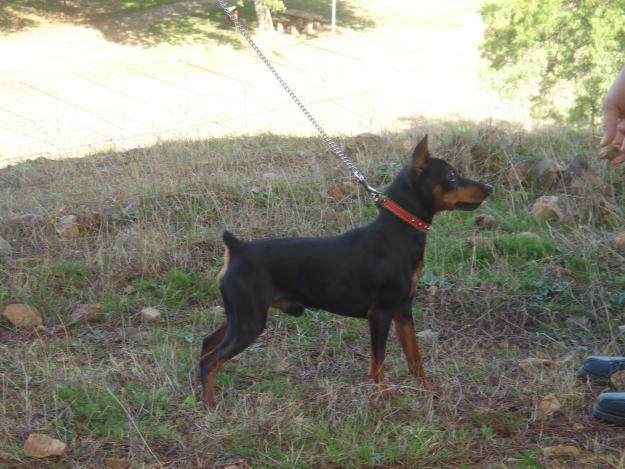 Pinscher miniatura para munta