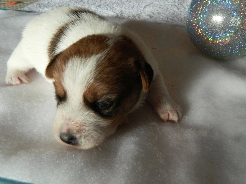 Preciosos cachorros de Jack Russell Terrier