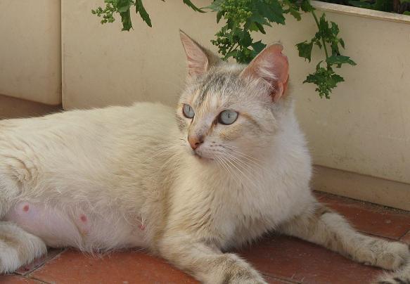 Aghata, Taby y Ness, gatos  en adopcion