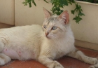 Aghata, Taby y Ness, gatos en adopcion - mejor precio | unprecio.es