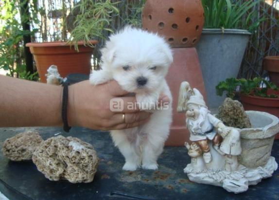 Bichon maltes preciosos en 450 euros con pedigri