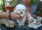 Bichon maltes preciosos en 450 euros con pedigri - mejor precio | unprecio.es